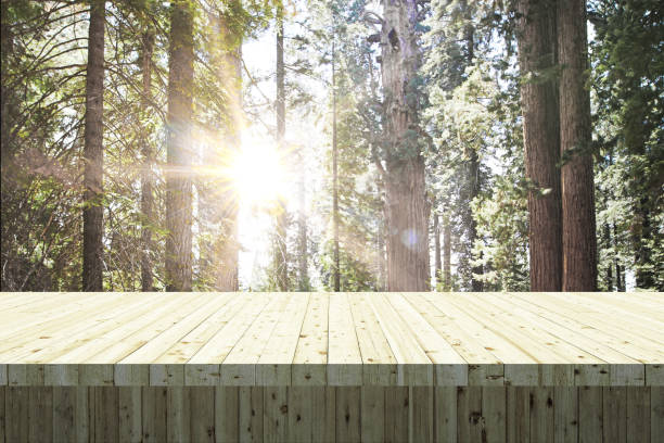Table In Forest 310+ Forest1 Pictures Stock Photos, Pictures & Royalty-Free Images - iStock