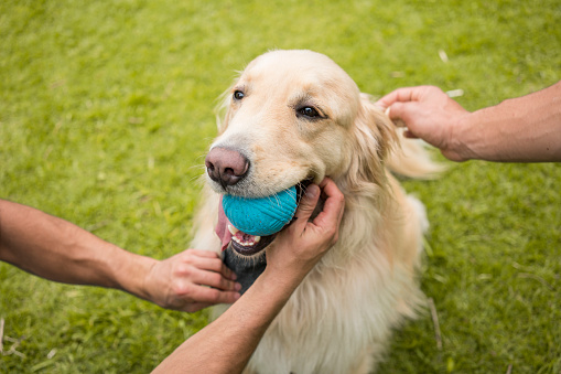 yellow golden retriever dog is sitting on the park grass and holds in his mouth blue ball while his masters caress him