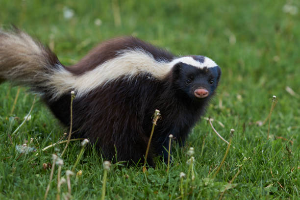 istock Humboldt's hog-nosed skunk 1148222559
