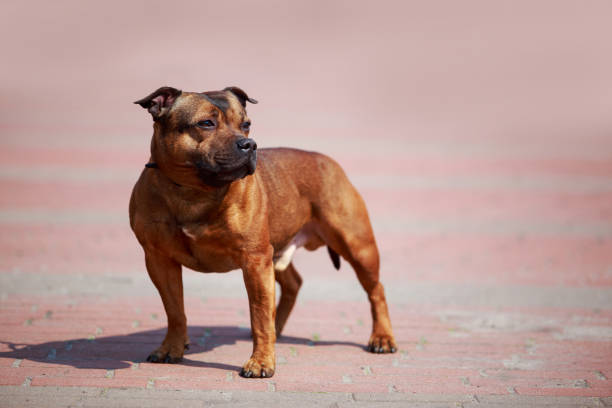 istock Staffordshire bull terrier 1148222655
