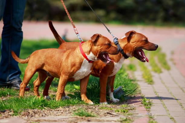 istock Staffordshire bull terrier 1148222666