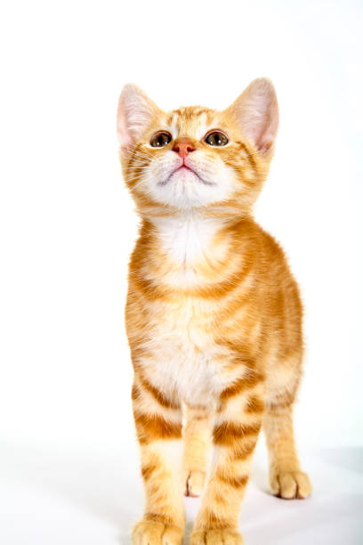 Cute Little Orange Tabby Kitten Isolated On White Background Stock