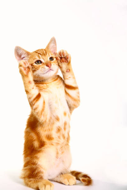 istock Ginger mackerel tabby kitten waving his paws 1148223599