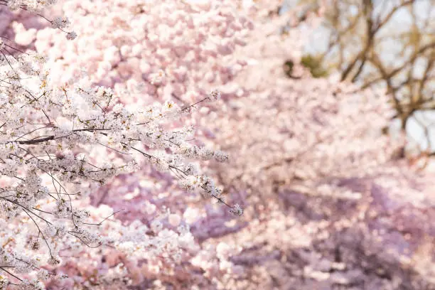 Closeup of pink cherry or sakura blossom tree branches with flower petals in spring in Washington DC with sunlight