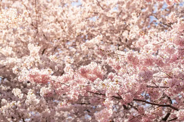 Many pink cherry blossom pattern with petals on sakura trees branches view in springtime in Washington DC