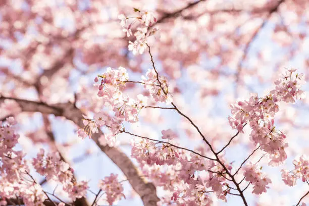Closeup of pink cherry blossom tree branches with flower petals in spring in Washington DC and blue sky