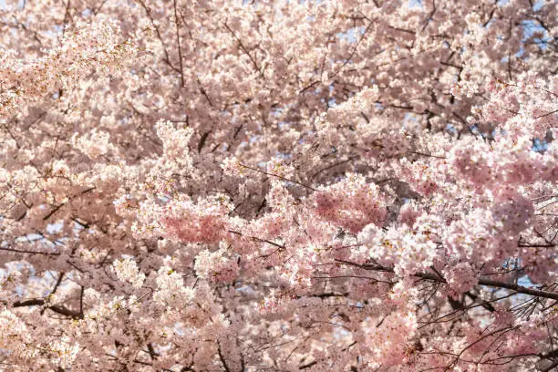 View on many pink cherry blossom pattern with petals on sakura trees branches in springtime in Washington DC