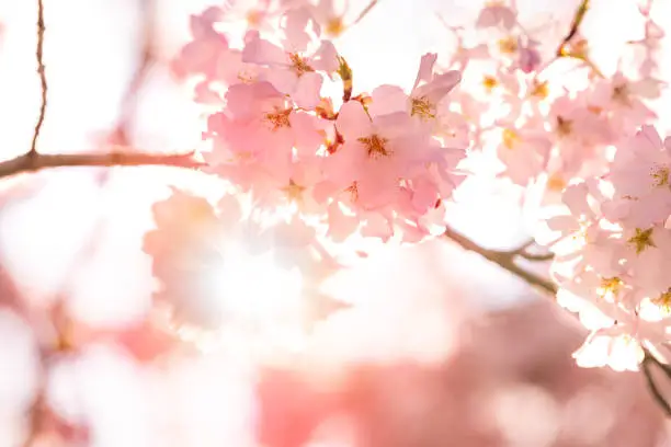Closeup of pink cherry sakura blossom tree branch with sun rays flare on sky and flower petals in spring in Washington DC