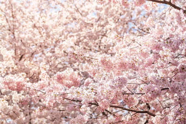 istock View on many vibrant pink cherry blossom with flower petals on sakura trees branches in springtime in Washington DC 1148223976
