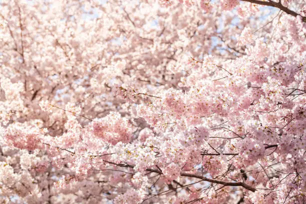 View on many vibrant pink cherry blossom with flower petals on sakura trees branches in springtime in Washington DC