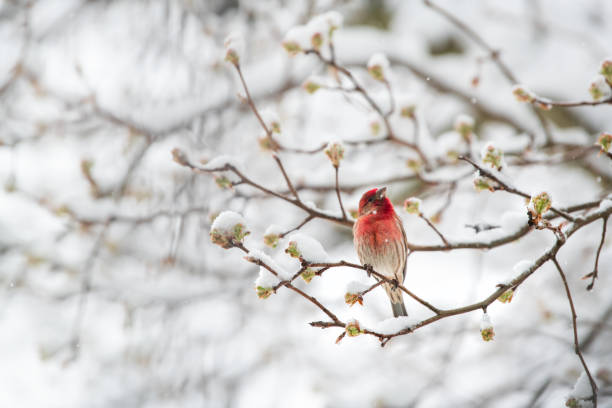 Male red house finch Haemorhous mexicanus bird perched on tree branch during winter spring snow in Virginia Male red house finch Haemorhous mexicanus bird perched on tree branch during winter spring snow in Virginia haemorhous mexicanus stock pictures, royalty-free photos & images