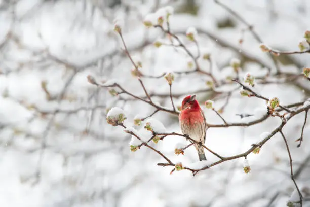 Male red house finch Haemorhous mexicanus bird perched on tree branch during winter spring snow in Virginia