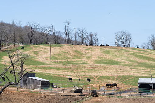 Farmland on hill with many black cows grazing on pasture farm field with shed or barn in Shenandoah Valley, Staunton Virginia in spring or summer