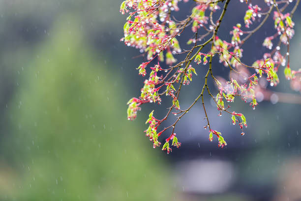 fond de fleurs lumineuses vives de fleur de cerisier japonais vif vibrant sur l’arbre contre le bokeh avec des gouttes de pluie humides - cherry tree morning sunlight sunny photos et images de collection