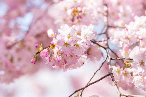 istock Pink cherry blossom tree branches macro closeup with flower petals in spring in Washington DC and blue sky 1148224063