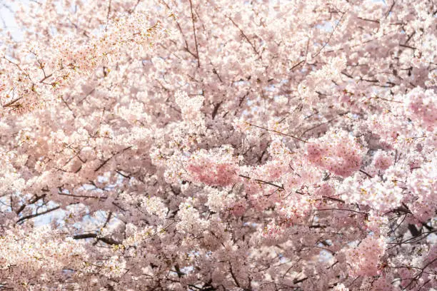 View on many vibrant pink cherry blossom pattern with flower petals on sakura trees branches in springtime in Washington DC