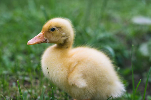 widok z przodu jednej małej kaczki w trawie - hatchling yellow small nature zdjęcia i obrazy z banku zdjęć