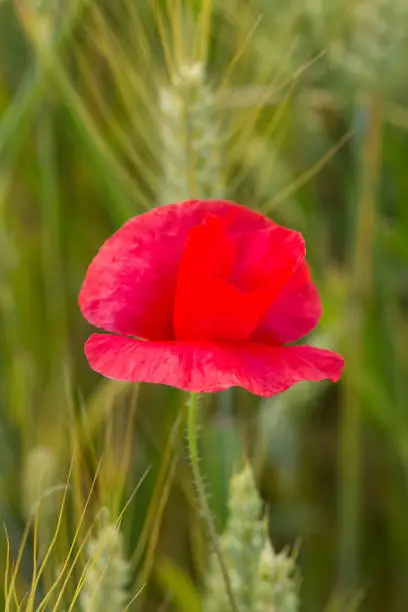 Close-up of single poppy in the in the green wheat field
