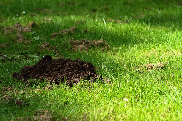 istock Close up of a mole hill on a lawn 1148225713