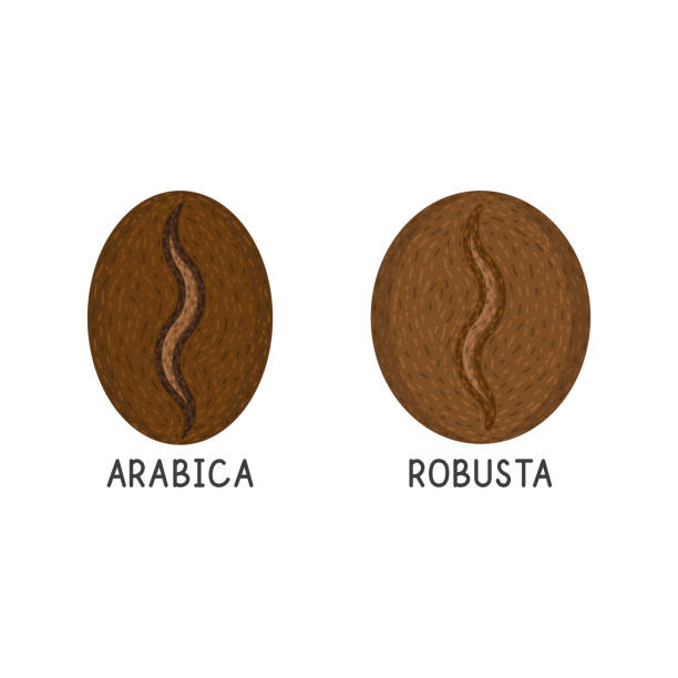 Coffee grains, robusta and arabica vector flat icon on white background Coffee grains, robusta and arabica vector flat icon on white background arabica coffee drink stock illustrations