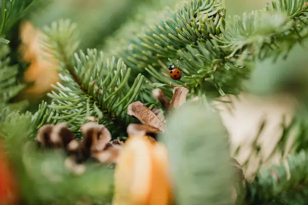 Photo of Ladybird in a Christmas Tree