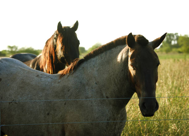istock Two Creole horses in a rural scene 1148227029