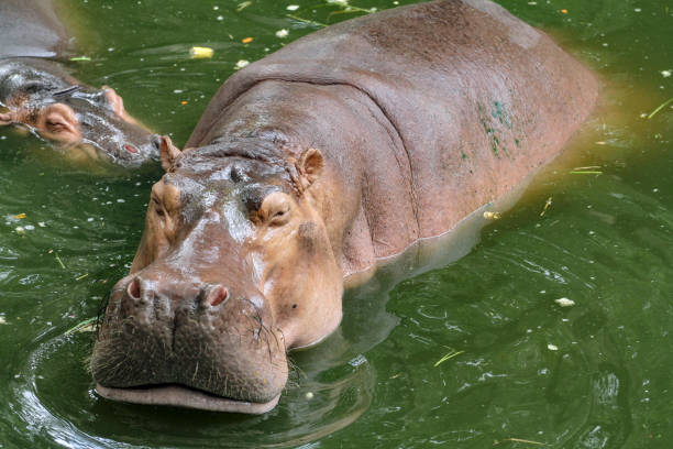 istock hippopotamus smile in river 1148227071