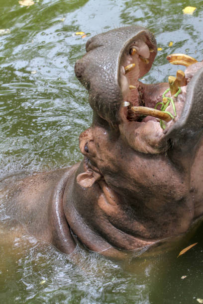 istock hippopotamus smile in river 1148227072
