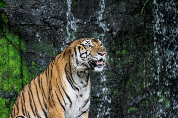 istock tiger show tongue sit down  in front of mini waterfall 1148227108