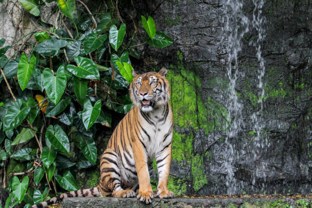 istock tiger show tongue walking  in front of mini waterfall 1148227134