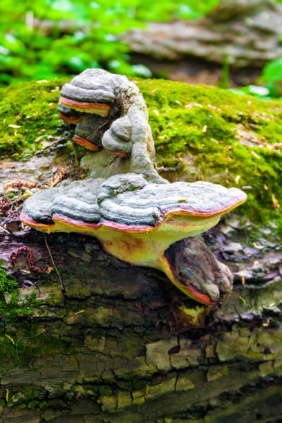 Fomitopsis pinicola or red belt conk on fallen trunk