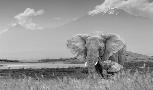 Elephant and Calf with Mount Kilimanjaro, Mawenzi Peak at Amboseli National Park Elephant and Calf with Mount Kilimanjaro, Mawenzi Peak at Amboseli National Park with Amboseli Lake mawenzi stock pictures, royalty-free photos & images
