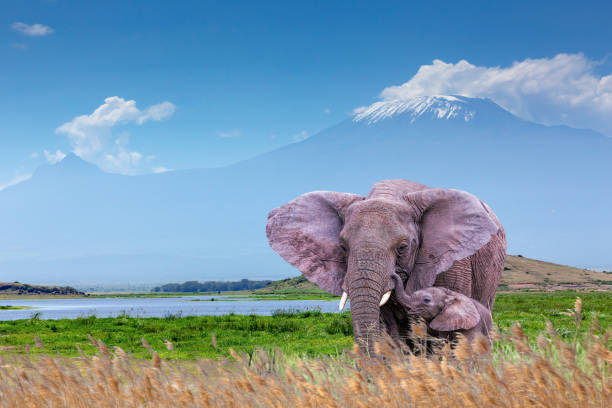 Elephant and Calf with Mount Kilimanjaro, Mawenzi Peak at Amboseli National Park Elephant and Calf with Mount Kilimanjaro, Mawenzi Peak at Amboseli National Park with Amboseli Lake mawenzi stock pictures, royalty-free photos & images