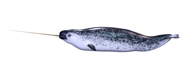 3d 그림 남성 일각 고래에 흰색 - 일각돌고래 뉴스 사진 이미지