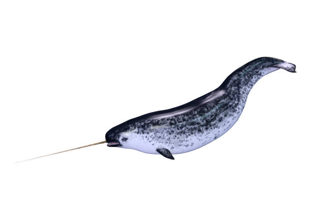 3D rendering of a male narwhal or Monodon monoceros, or narwhale isolated on white background