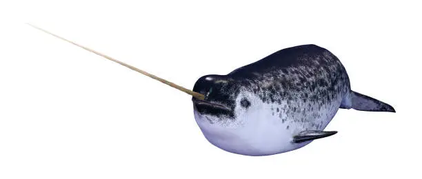 3D rendering of a male narwhal or Monodon monoceros, or narwhale isolated on white background