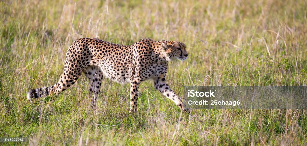 Гепард ходит между травой и кустарниками в саванне Кении - Стоковые фото Африка роялти-фри Гепард ходит между травой и кустарниками в саванне Кении - Стоковые фото Африка роялти-фри