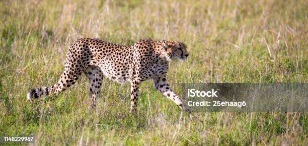 Гепард Ходит Между Травой И Кустарниками В Саванне Кении — стоковые фотографии и другие картинки Африка