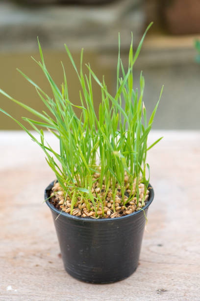 istock Wheat grass in black flower pot 1148230799