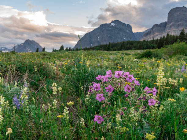 campo dos wildflowers na frente das montanhas de montana - montana mountain lupine meadow - fotografias e filmes do acervo