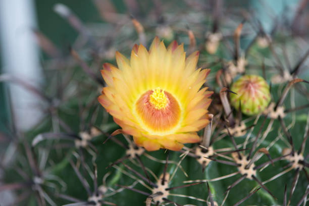 Yellower Flower of Fero cactus.Long time plant have flower.