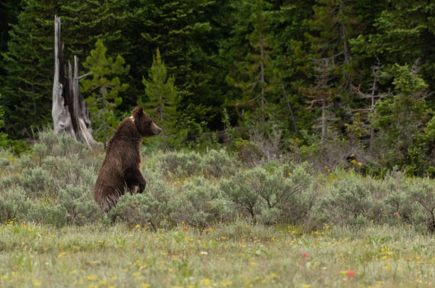 istock Grizzly Bear Wearing Collar Stands 1148231268