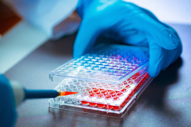 istock Biotechnology. Laboratory technician working with cell culture 1148231315