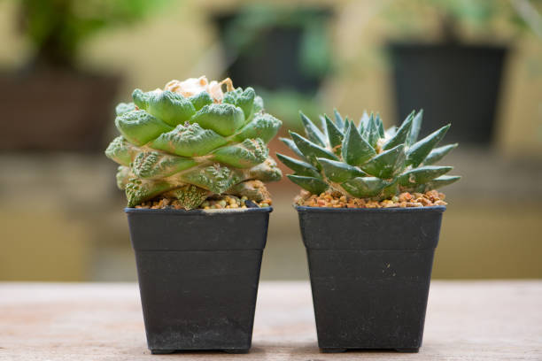 istock Ariocarpus cactus on wood table floor 1148232317