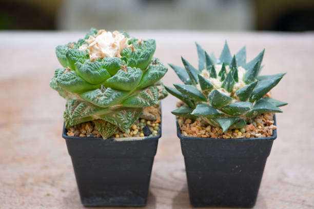 istock Ariocarpus cactus on wood table floor 1148232427