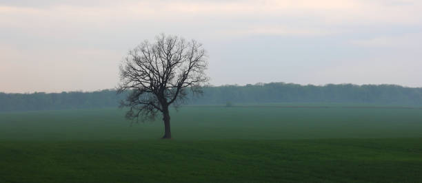 istock Lonely tree without leaves in spring in field on green grass in cloudy weather 1148232523