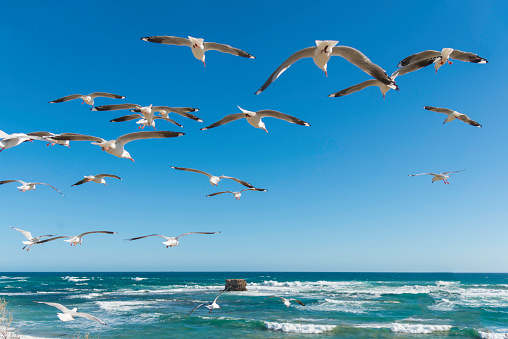 Seagull in Melbourne