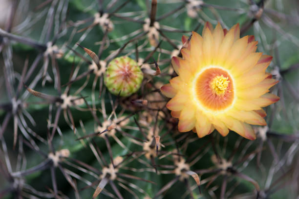 istock Fero cactus Yellow flower 1148232877