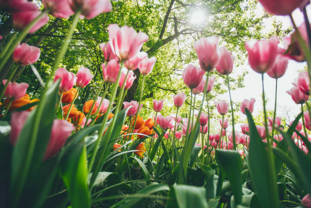 istock Tulip Field, Keukenhof 1148234174