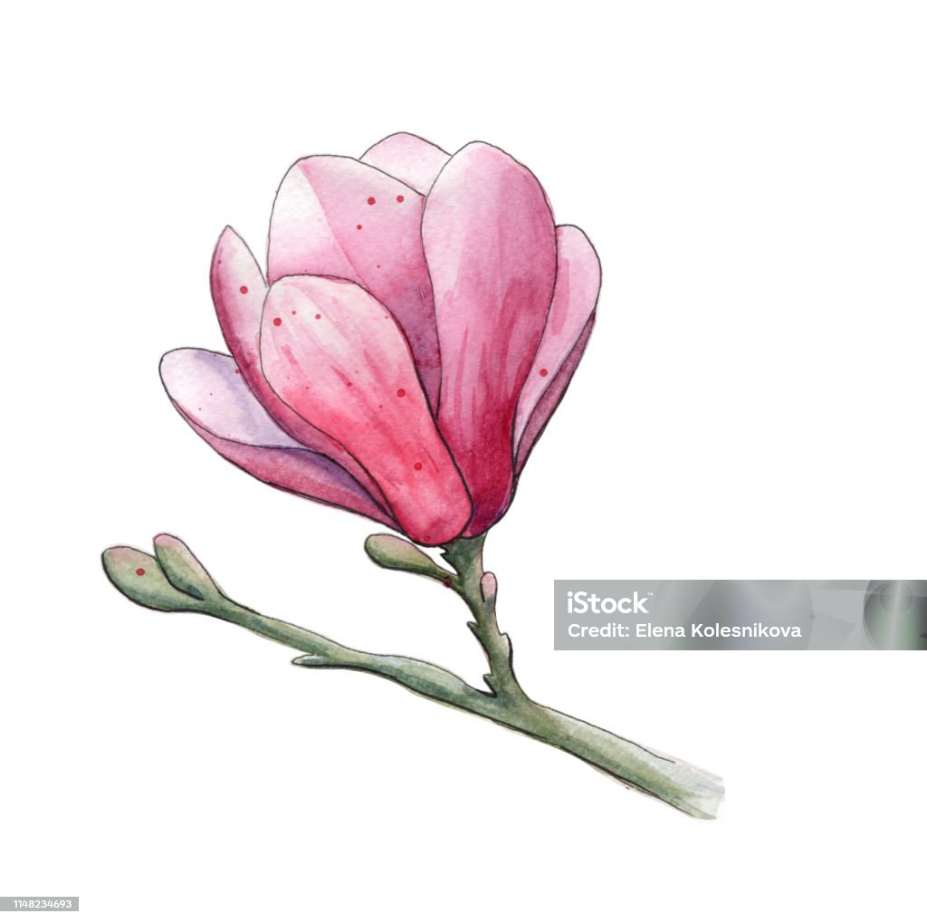 분기 그림 수채화 목련 꽃 목련-온대 식물에 대한 스톡 벡터 아트 및 기타 이미지 - 목련-온대 식물, 수채화, 귀여운 - Istock